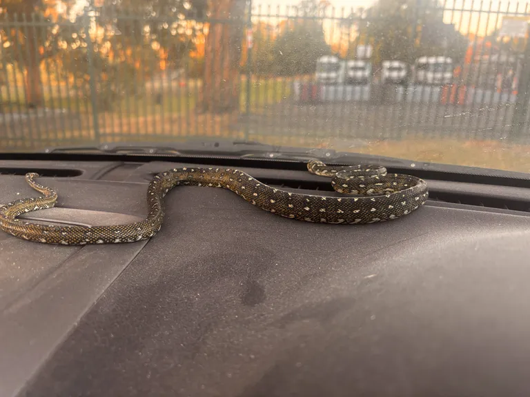 Diamond Python — photograph supplied for this species guide