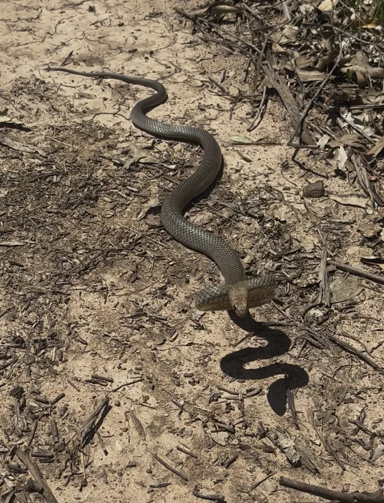 Eastern Brown Snake photograph supplied for the species guide