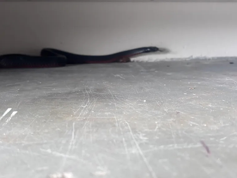 Red-bellied Black Snake photograph supplied for the species guide