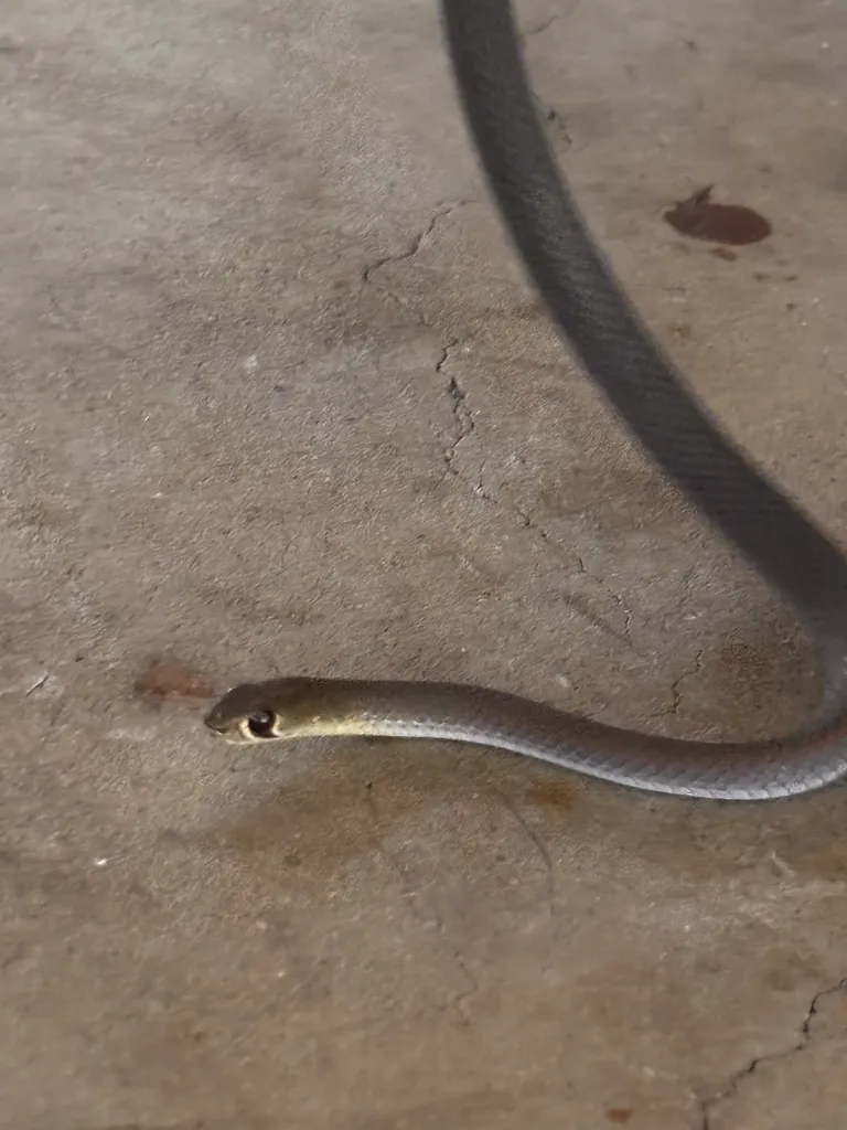Yellow-faced Whip Snake — photograph supplied for this species guide